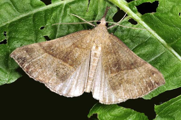 Geometridae: Compsoptera opacaria?  No, Hypena proboscidalis